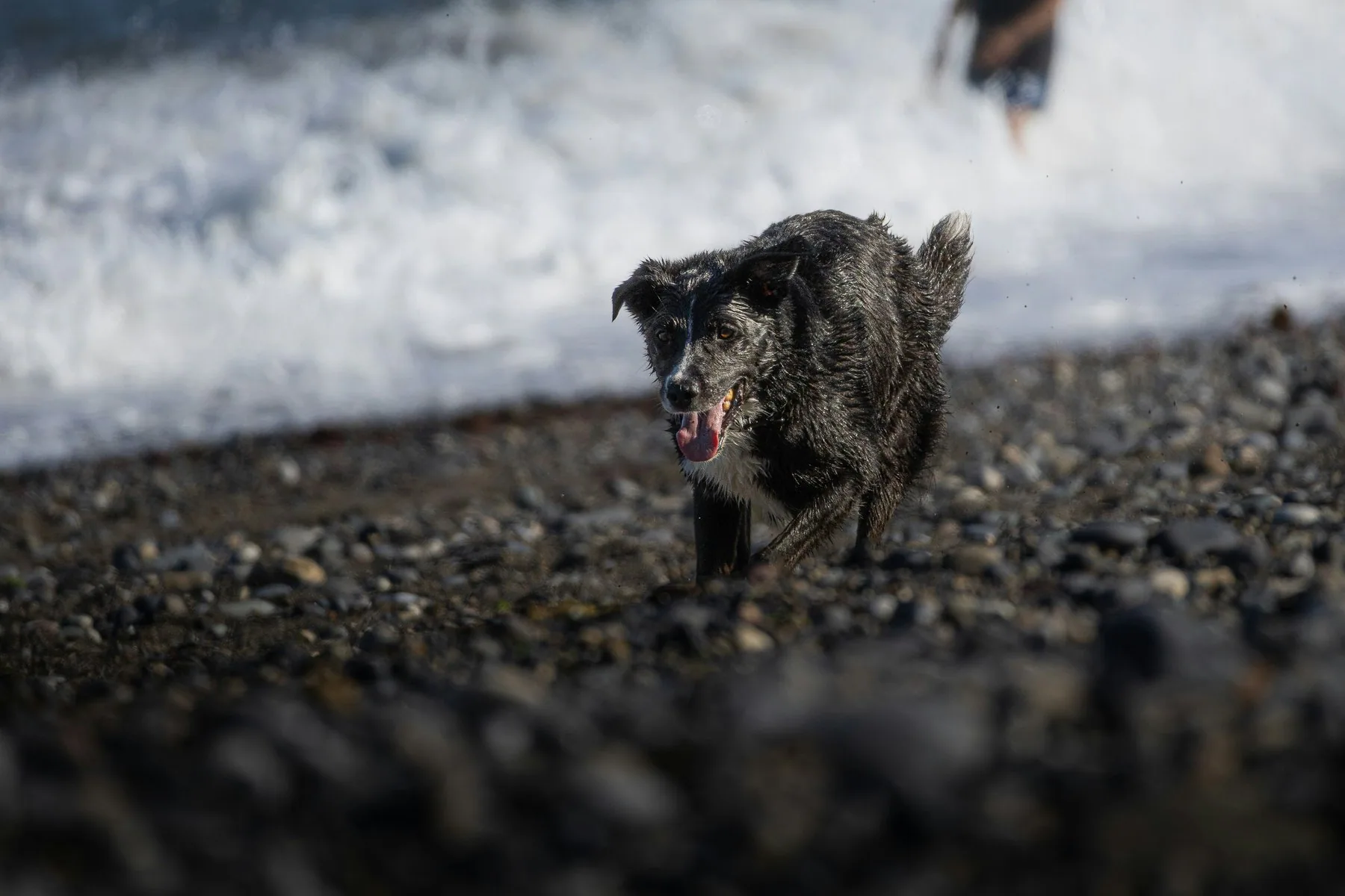 En våt, svart hund løper mot kameraet over en steinstrand med tungen ute, mens bølgeskummet bryter like bak den.