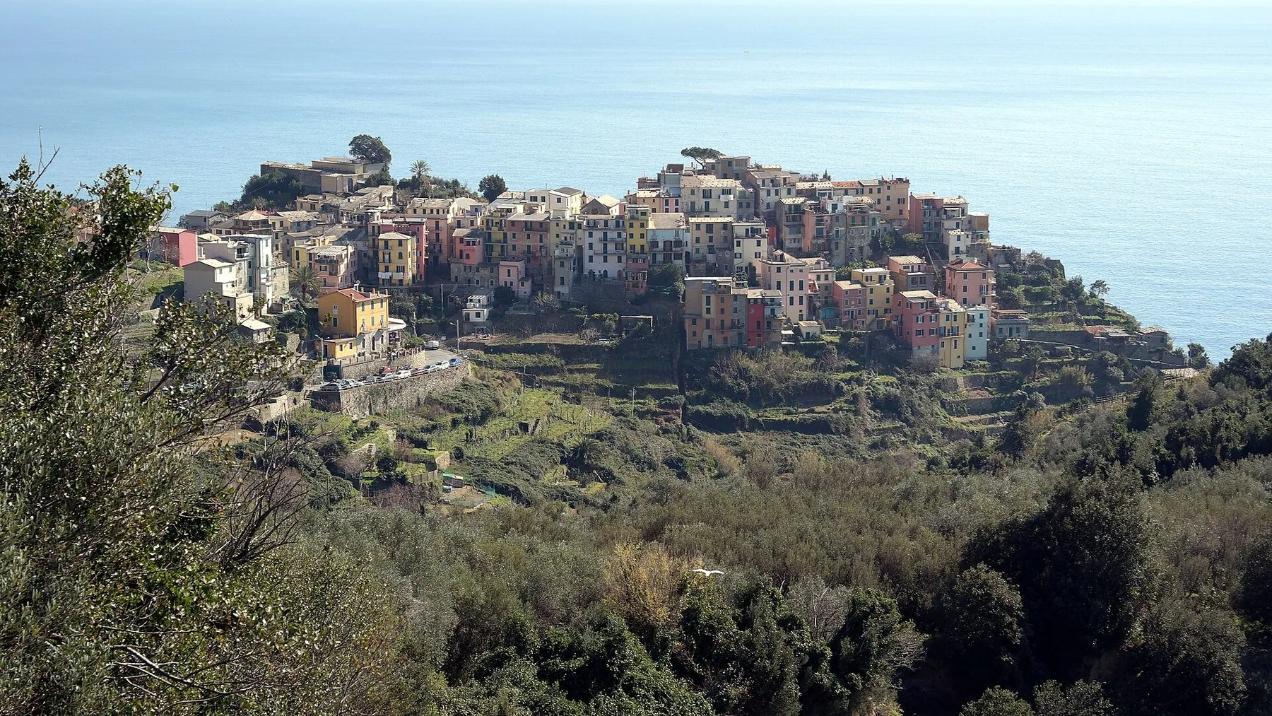 Corniglia ligger samlet på toppen av et bratt nes over havet, med grønne terrasser i skråningen under husene.
