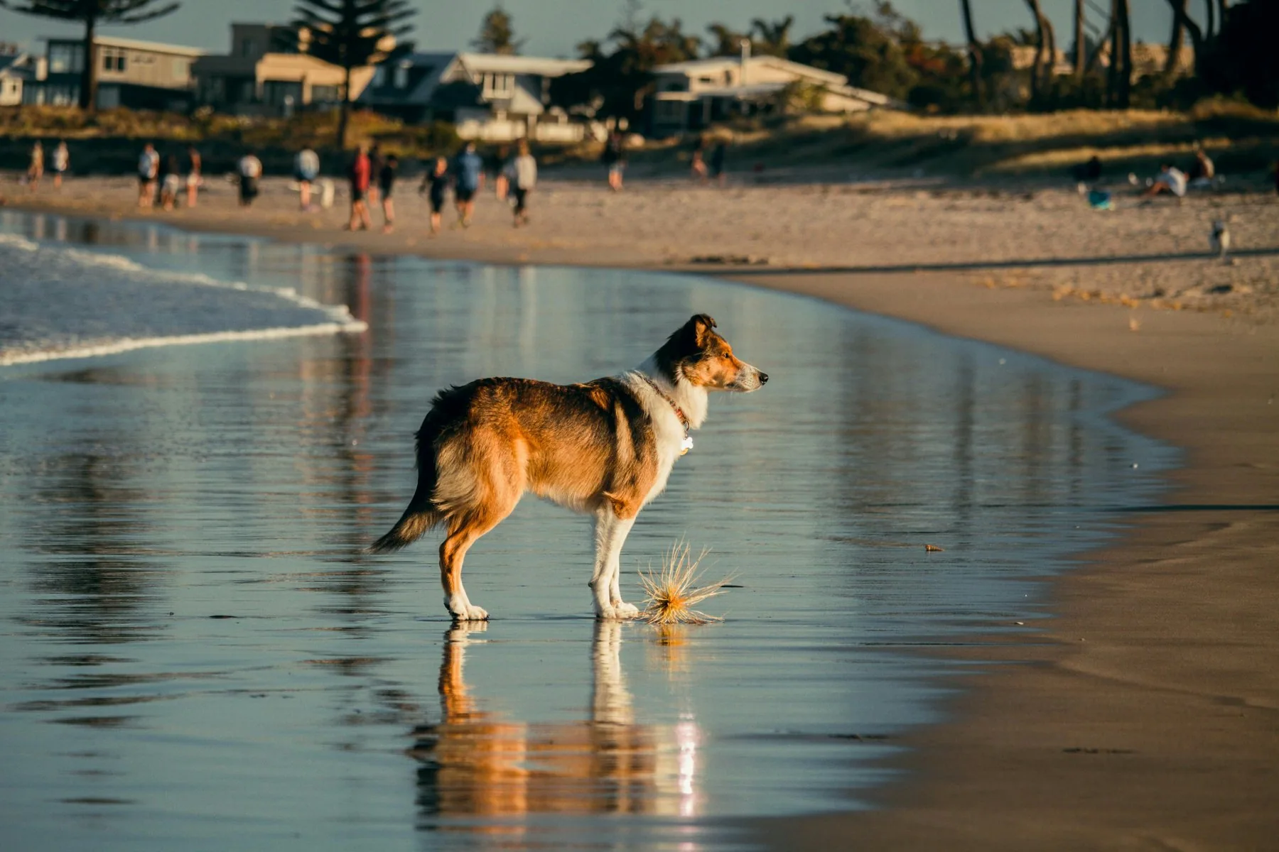 En hund står alene i vannkanten på våt, speilblank sand, med speilbildet sitt under seg og en rekke lave bygninger og palmer i disen bak stranden.